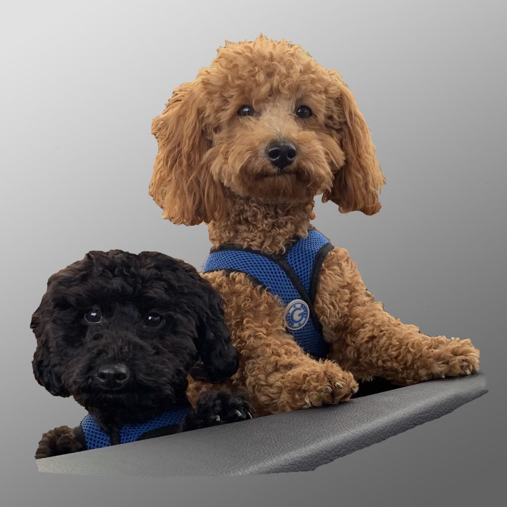 Leo & Teddy, Dogsigners